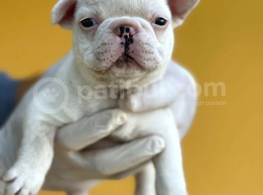 Orijinal French Bulldog Yavrular görsel