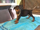 Irk Ve Sağlık Garantili Doberman Bebeklerimiz