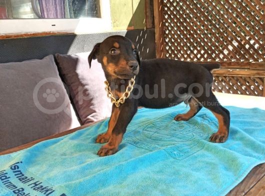 Irk Ve Sağlık Garantili Doberman Bebeklerimiz görsel