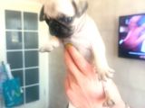 Irk Ve Sağlık Garantili Pug Yavrularım