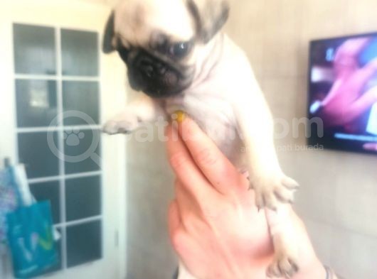 Irk Ve Sağlık Garantili Pug Yavrularım görsel