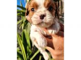Cavalier king charles yavrular
