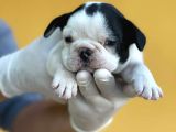 Orijinal French Bulldog Yavrular