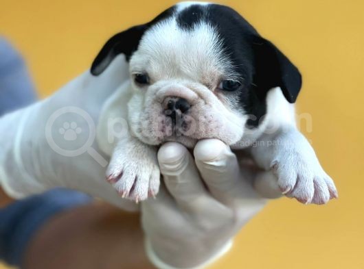 Orijinal French Bulldog Yavrular görsel