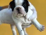 Orijinal French Bulldog Yavrular