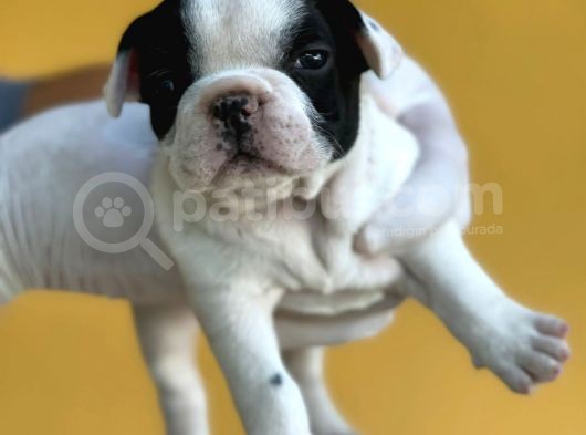 Orijinal French Bulldog Yavrular