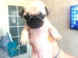 Irk Ve Sağlık Garantili Pug Yavrularım