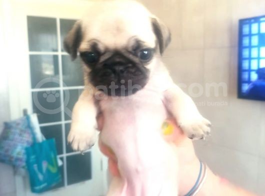 Irk Ve Sağlık Garantili Pug Yavrularım görsel
