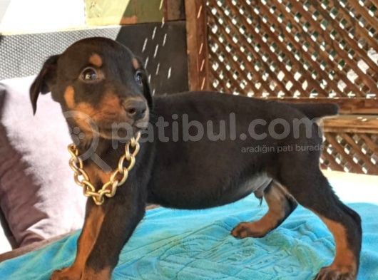 Irk Ve Sağlık Garantili Doberman Bebeklerimiz görsel