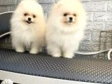 Üst Kalite Pomeranian Boo Yavrusu