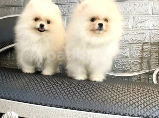 Üst Kalite Pomeranian Boo Yavrusu görsel
