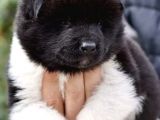 Mermi Gibi Amerikan Akita Yavrusu