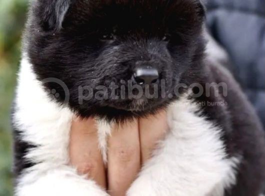 Mermi Gibi Amerikan Akita Yavrusu görsel
