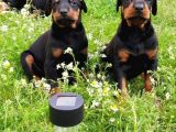 Üst Kali̇te King Doberman Yavrular
