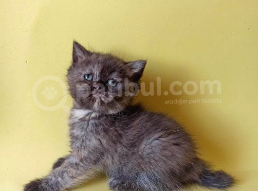British Sorthair Tortie  -Rezerve Açık