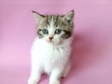 british sorthair bicolor tabby - bayrama özel uygun
