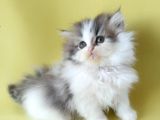 persian iran dollface bicolor - bayrama özel uygun