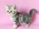 british sorthair silver tabby - bayrama özel uygun