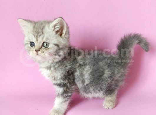 British Sorthair Silver Tabby - Bayrama Özel Uygun