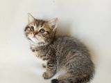 british sorthair brown tabby - bayrama özel uygun