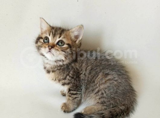 British Sorthair Brown Tabby - Bayrama Özel Uygun