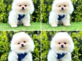 HARİKA POMERANİAN BOO BEBEKLERİMİZ