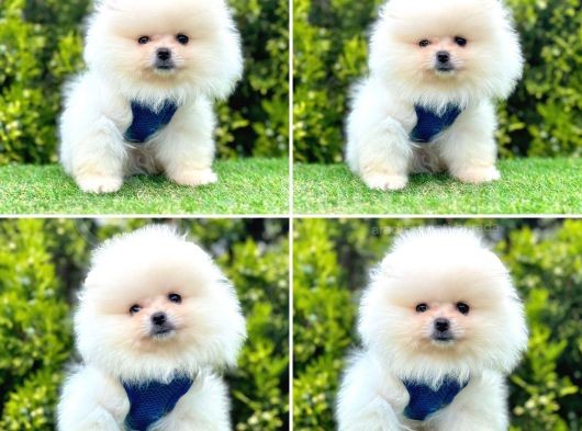 Hari̇ka Pomerani̇an Boo Bebekleri̇mi̇z