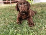 A Secereli Labrador Retriever Yavrular