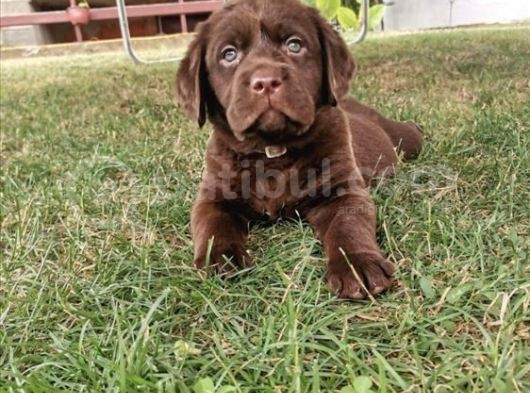 A Secereli Labrador Retriever Yavrular görsel