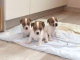 Kısa Bacak Maskeli Jack Russel Yavrular
