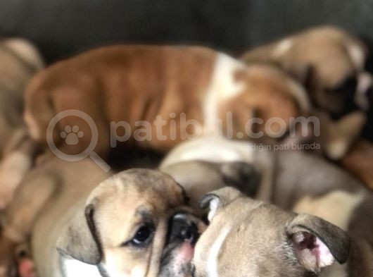Ev Üretimi Show Güzelli̇kte İngiliz Buldogg Yavrular görsel