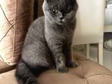 Scottish Fold kızımız için British Shorthair eş arıyorum