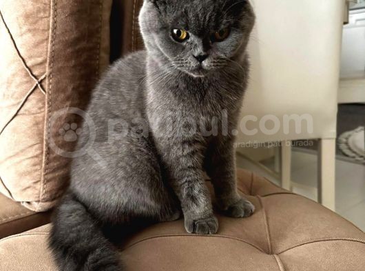 Scottish Fold Kızımız Için British Shorthair Eş Arıyorum
