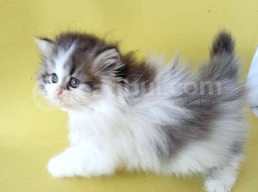 Persian Iran Dollface Bicolor - Bayrama Özel Uygun görsel