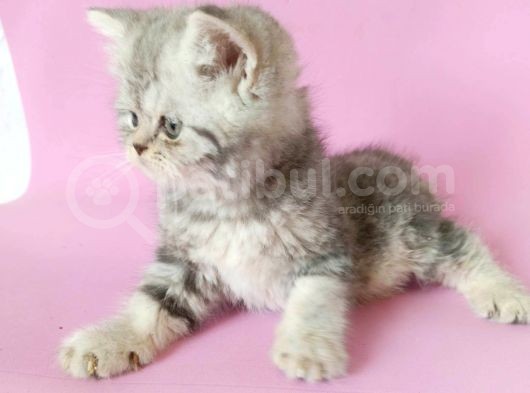 British Sorthair Silver Tabby - Bayrama Özel Uygun görsel