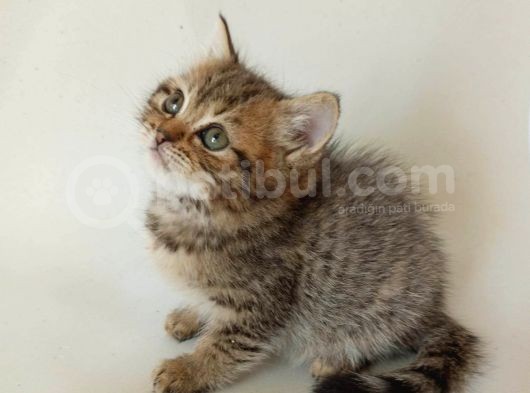 British Sorthair Brown Tabby - Bayrama Özel Uygun görsel