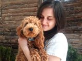 Toy poodle bebekler bursa köpek okulu