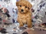 Toy Poodle Bebekler Bursa Köpek Okulu