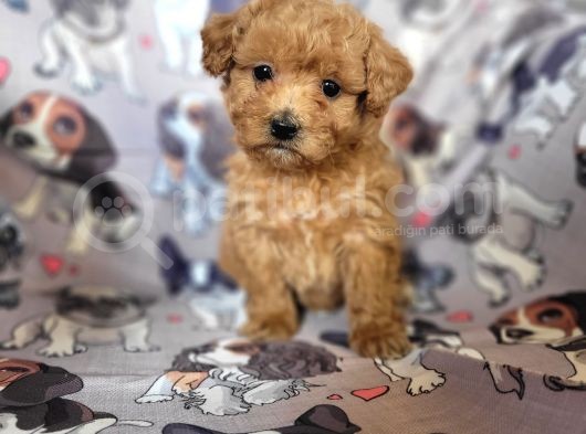Toy Poodle Bebekler Bursa Köpek Okulu görsel