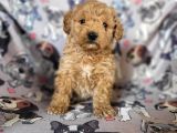 Toy Poodle Bebekler Bursa Köpek Okulu