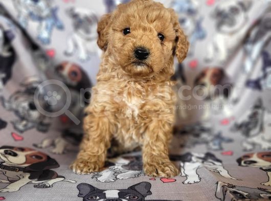 Toy Poodle Bebekler Bursa Köpek Okulu görsel