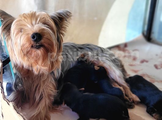 Yorkshire Yavru Bursa Köpek Okulu görsel