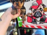 Yorkshire Yavru Bursa Köpek Okulu