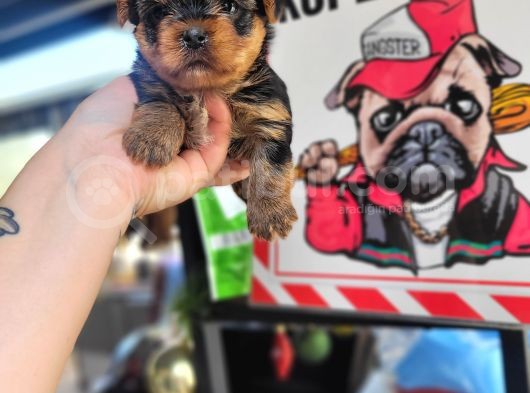 Yorkshire Yavru Bursa Köpek Okulu görsel