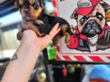 Yorkshire Yavru Bursa Köpek Okulu