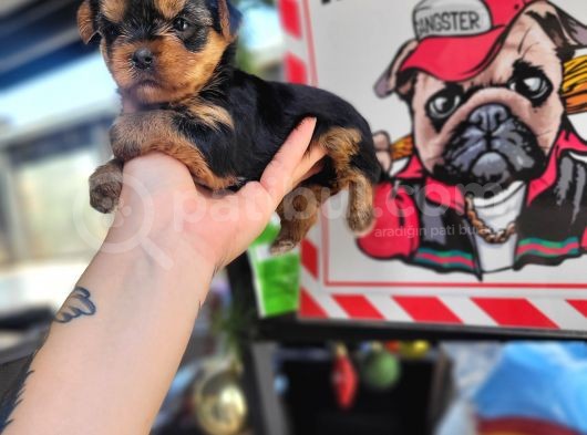 Yorkshire Yavru Bursa Köpek Okulu görsel