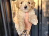 Maltipoo Yavru Bursa Köpek Okulu