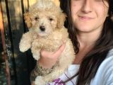 Maltipoo Yavru Bursa Köpek Okulu