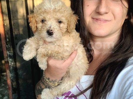 Maltipoo Yavru Bursa Köpek Okulu görsel