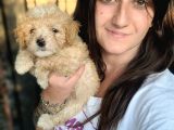 Maltipoo yavru bursa köpek okulu